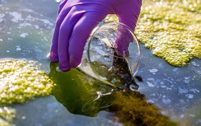 Turning trash to cash: microalgae cultivation to mitigate environmental waste impact