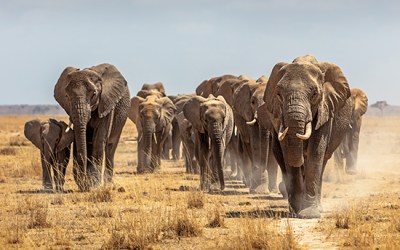 Collaborating with Vodafone to support the UN Global Biodiversity Framework