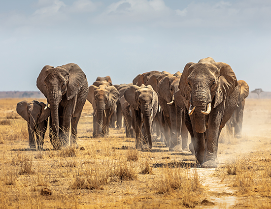 Collaborating with Vodafone to support the UN Global Biodiversity Framework